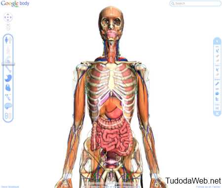 Google Body tour virtual pelo corpo humano